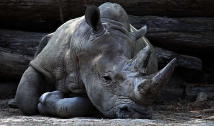 Download wallpaper 2560x1440 rhinoceros, horn, lying widescreen 16:9 HD background