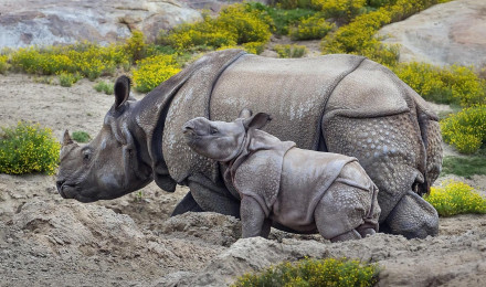 Wallpaper / animal themes, beauty in nature, zoo, grass, group of animals, fauna, rhinoceros, herbivorous, focus on foreground, plant, rock, nature, animal, cute, vertebrate free download