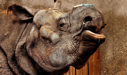 Desktop Wallpaper Rhino, Rhinoceros, Wild Animal, Muzzle, Wildlife, HD Image, Picture, Background, D5b8e2