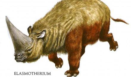 Woolly Rhinoceros Elasmotherium Like Dinosaurs