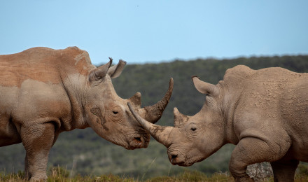 Bing HD Wallpaper Sep 2023: World Rhinoceros Day Wallpaper Gallery