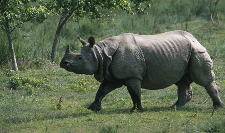 Indian Rhinoceros