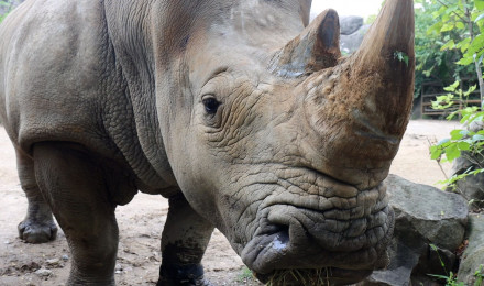 Saving Rhinos with Science