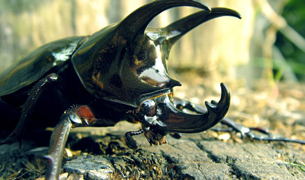 Rhinoceros Beetle [1920×1200]