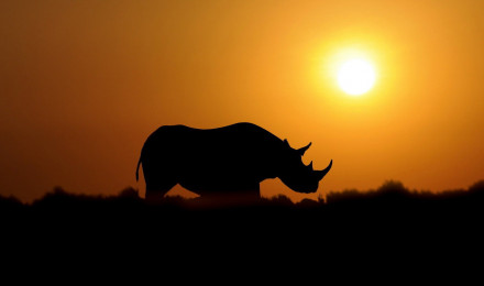 Rhino Background HD Wallpaper 78489