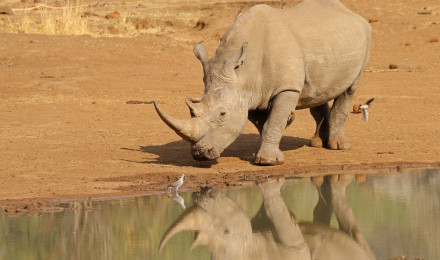 HD desktop wallpaper: Water, Reflection, Animal, Rhinoceros, Africa, Rhino download free picture