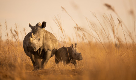 No one wanted to buy 000 rhinos up for auction. What happened next is good news