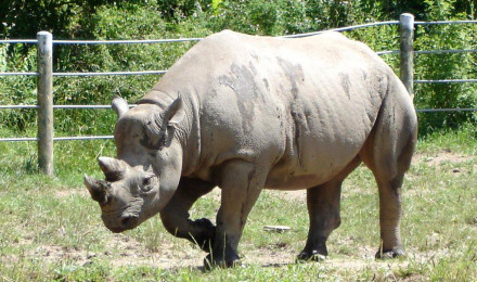 Rhinoceros Wallpaper Wallpaper Download, Indian Hot Celebrities Wallpaper, Bollywood Actors And Actorsses, Hot Wallpaper Download, Desktop Wallpaper, Bollywood Actresses