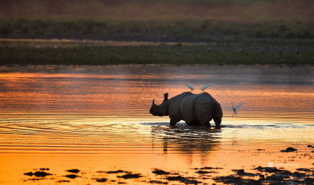 Indian rhinoceros, Kaziranga National Park, India