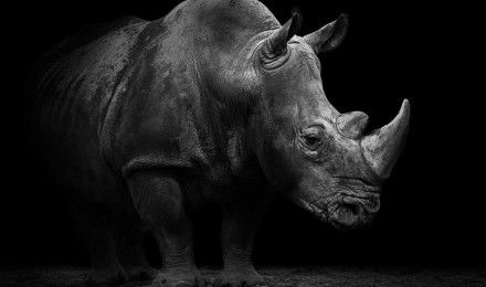 Black Rhinoceros HD Wallpaper 4k For Pc