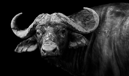 African Buffalo HD Wallpaper and Background