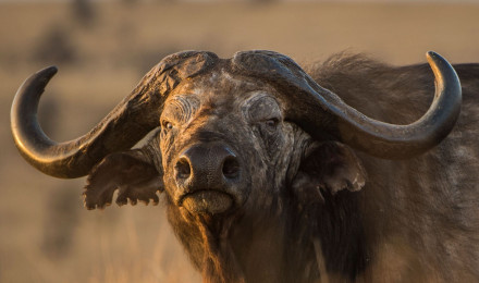 African Buffalo wallpapers