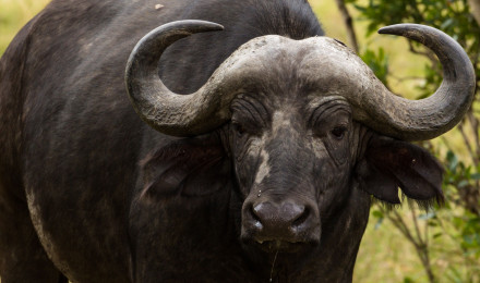 African Buffalo Photo, Download The BEST Free African Buffalo & HD Image