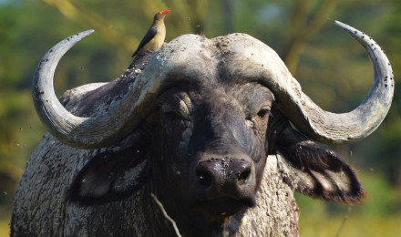 African Buffalo Picture. Download Free Image