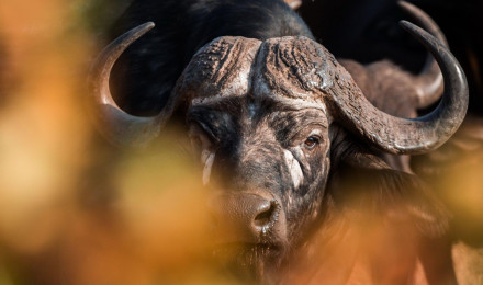 Cape Buffalo Wallpaper