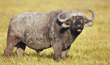 Animal African Buffalo HD Wallpaper