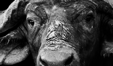 African buffalo Wallpaper Download