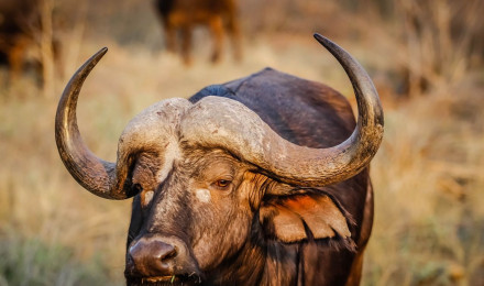 Free Cape Buffalo & Buffalo Image