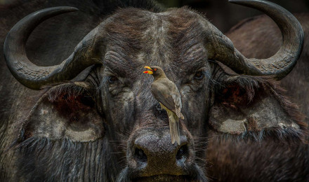 An oxpecker sits on an African buffalo in Maasai Mara National Reserve, Kenya