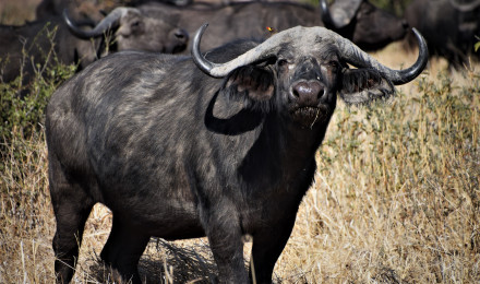 African buffalo Ultra HD Desktop Background Wallpaper for 4K UHD TV : Widescreen & UltraWide Desktop & Laptop