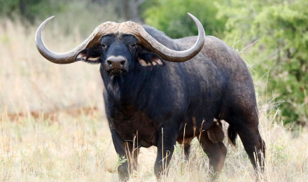 World's Most Expensive African Buffalo Valued at $11.1 Million