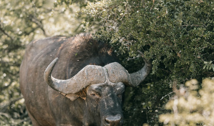 African Buffalo Photo, Download The BEST Free African Buffalo & HD Image