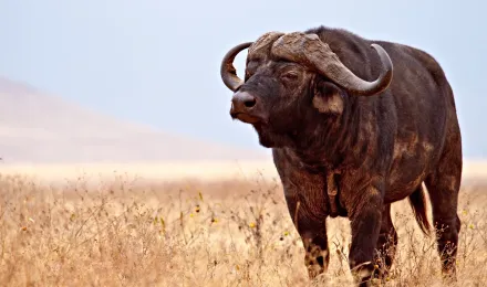 Tanzania Buffalo Project Investigates Disease and Herd Movement