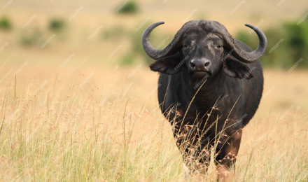 African Buffalo Image