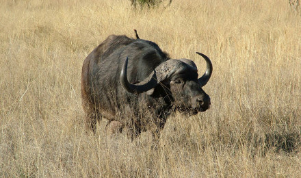 African Buffalo Wallpaper