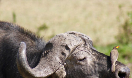 African Buffalo Picture. Download Free Image