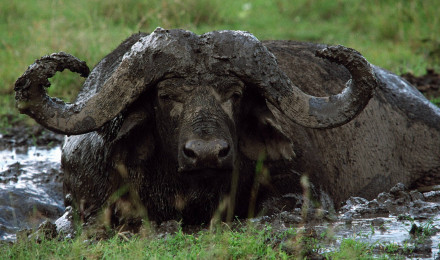 Download Buffalo Laying In Mud Wallpaper