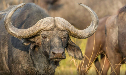 African Buffalo Wallpaper