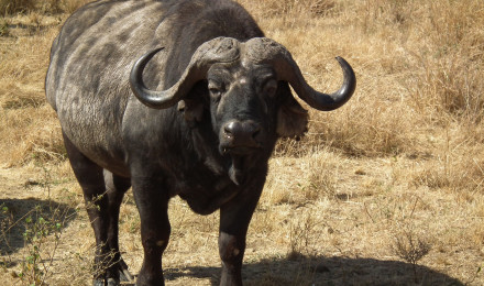 African Buffalo Syncerus caffer in Tanzania 3601