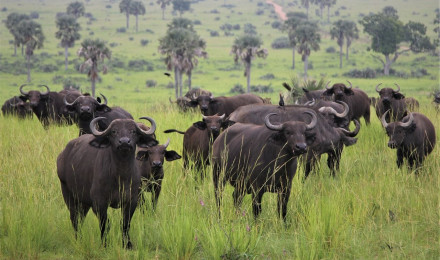 African Buffalo Heard