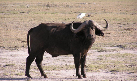 African Buffalo Wallpaper and background