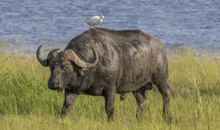 African buffalo