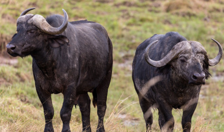 African buffalo with big horns in nature · Free