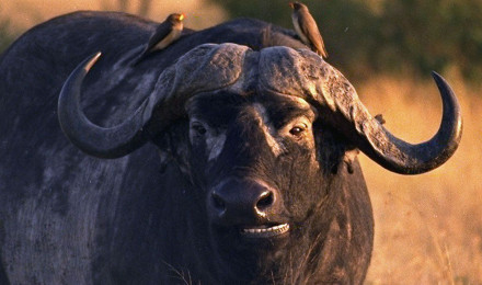 Gored By A Cape Buffalo!