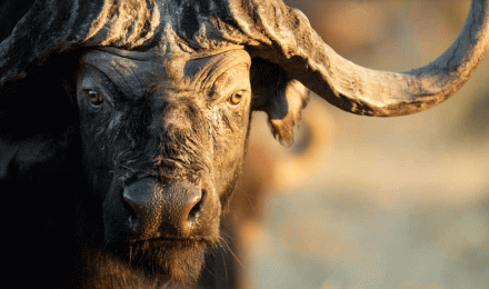 Hunting Cape Buffalo In Africa