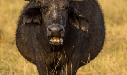 Cape Buffalo Picture. Download Free Image