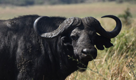 Interesting Facts About African Buffaloes. The Fearless Gangsters Of The African Wilderness