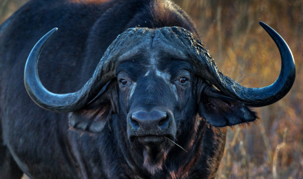 NGORONGORO CAPE BUFFALO, Ngorongoro Crater, Tanzania by Rob's Wildlife