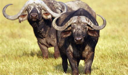 African Buffalo HD Wallpaper and Background