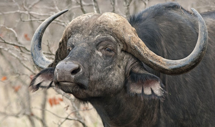 Desktop Wallpaper Horns African buffalo Artiodactyl 1920x1080