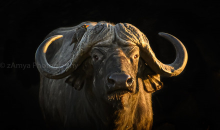 African Buffalo Water Buffalo African Animal Photography