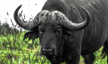 african buffalo HD wallpaper, background