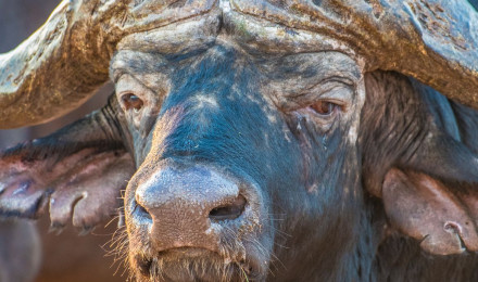 South Africa. Bad Ass Buffalo Bull