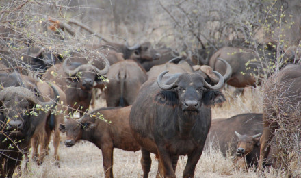 African Buffalo Wallpaper 1920x1200 80983