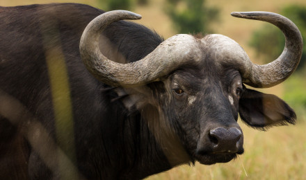 African buffalo with big horns in nature · Free