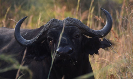 Interesting Facts About African Buffaloes. The Fearless Gangsters Of The African Wilderness